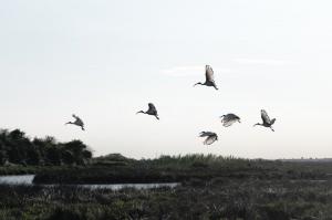 By joining Andrea on Fernwayer's "Fishing for Lagoon Treasures" experiences travelers have the opportunity to see the local wildlife on an excursion in the lagoon.