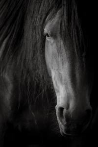 "Ember" by photographer, Maria Marriott, from the Wild Horse Spirit series