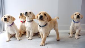 GDA.TLC Yellow Labrador Puppies All In a Row