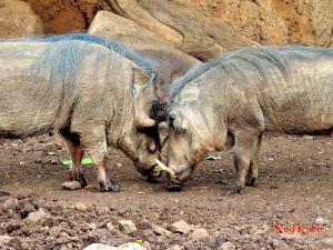 Lenny & Pua Honolulu Zoo Warthogs | Photo credit Rod Kuba - Honolulu Zoo