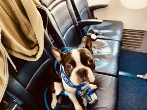 A Boston Terrier sitting in a plane seat.