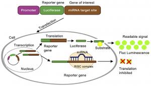 miRNA sequencing and assay market