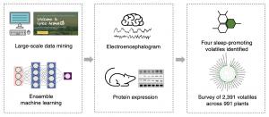 AI Maps Sleep-Promoting Effects of Nearly 1,000 Aromatic Plants