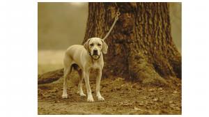 Dog chained to tree