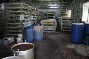 Inside the "Bio-Factory": The Fermentation Room