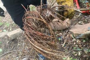 complex root intrusion in main sewer line in dallas, texas, mother modern plumbing