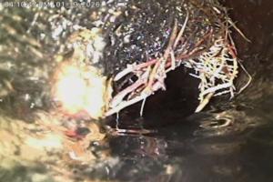 Sewer camera footage of intrusive tree roots causing a blockage, Mother Modern Plumbing in Dallas