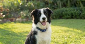 Discover GEGO PET the most revolutionary gps tracker for dogs and cats