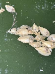 Floating coppernose bluegill dead after a pond turnover event in northern Alabama.