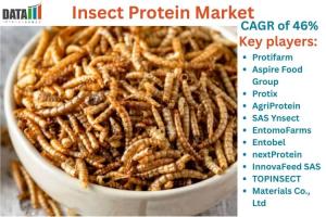 Insect Protein Market