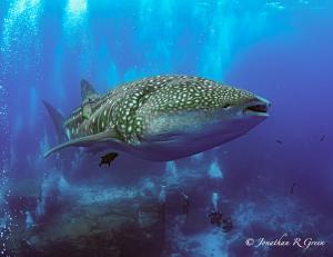 Whale shark swimming above a group of divers
