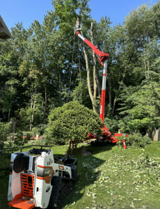 Crane Tree Removal - Kalamazoo