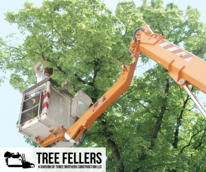Kalamazoo Tree Company since 1998