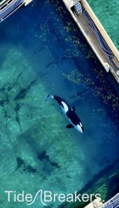 Drone footage shows one of two orca whales trapped in a closed marine park in Antibes, France.
