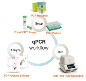 Real-Time PCR (qPCR) Market