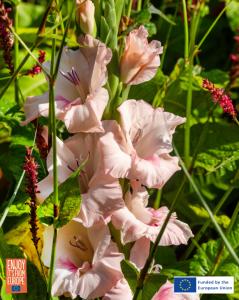Image of Gladiolus