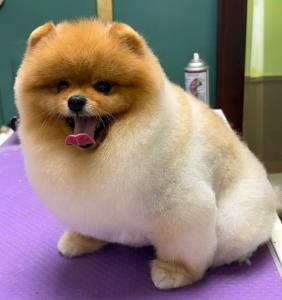 Dog Grooming service in Miami