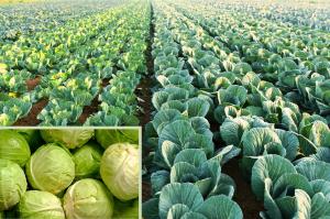 Wide view of a large cabbage field with uniform rows of green cabbage heads stretching across the landscape. NutriHarvest