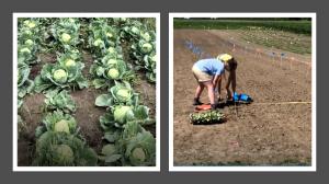 Side-by-side cabbage trial plots in adjacent rows, showing different treatment sections for comparison in the same field. NutriHarvest