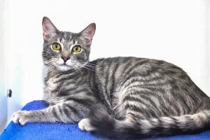 Adoptable cat Noochie photographed at Berkeley Humane prior to his adoption and later national recognition for his film performance.