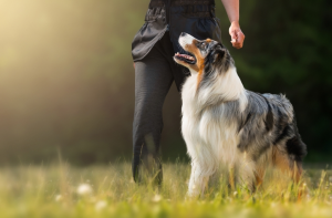 Positive Dog Training in Surprise