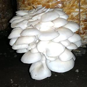 Fully grown oyster mushroom cluster emerging from a cultivated growing medium.