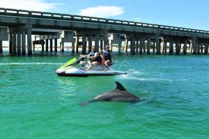 Dolphin Excursion Tours