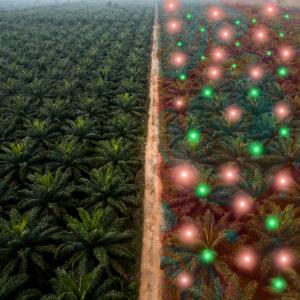 Palma PlanetAI Nature Space