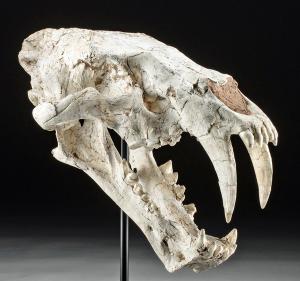 Fossilized skull of a female saber-toothed ‘Machairodus kurteni’ displaying a pair of imposing 4-inch sabers and presented on a custom stand. Origin: Central Asia, eastern Kazakhstan, 2-15 million years old. Estimate: $80,000-$100,000