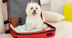 Image of white dog sitting in an open suitcase