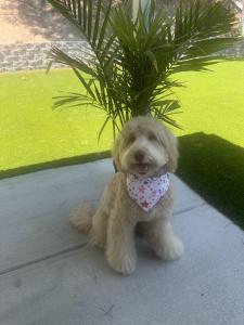 Orange County goldendoodles