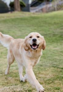 English cream golden doodle ,