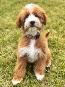 mini goldendoodle for sale in California