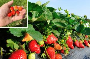 Strawberry field and fresh-picked fruit A thriving strawberry field, paired with a close-up of ripe strawberries in hand. Image used with permission.