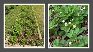 Raised strawberry beds (grower photo) Grower-provided photos of raised strawberry beds supported with NutriHarvest® nutrition. Image used with permission.