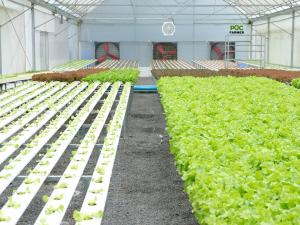 Romaine lettuce growing in large-scale commercial fields in California’s Salinas Valley, a major U.S. lettuce production region.