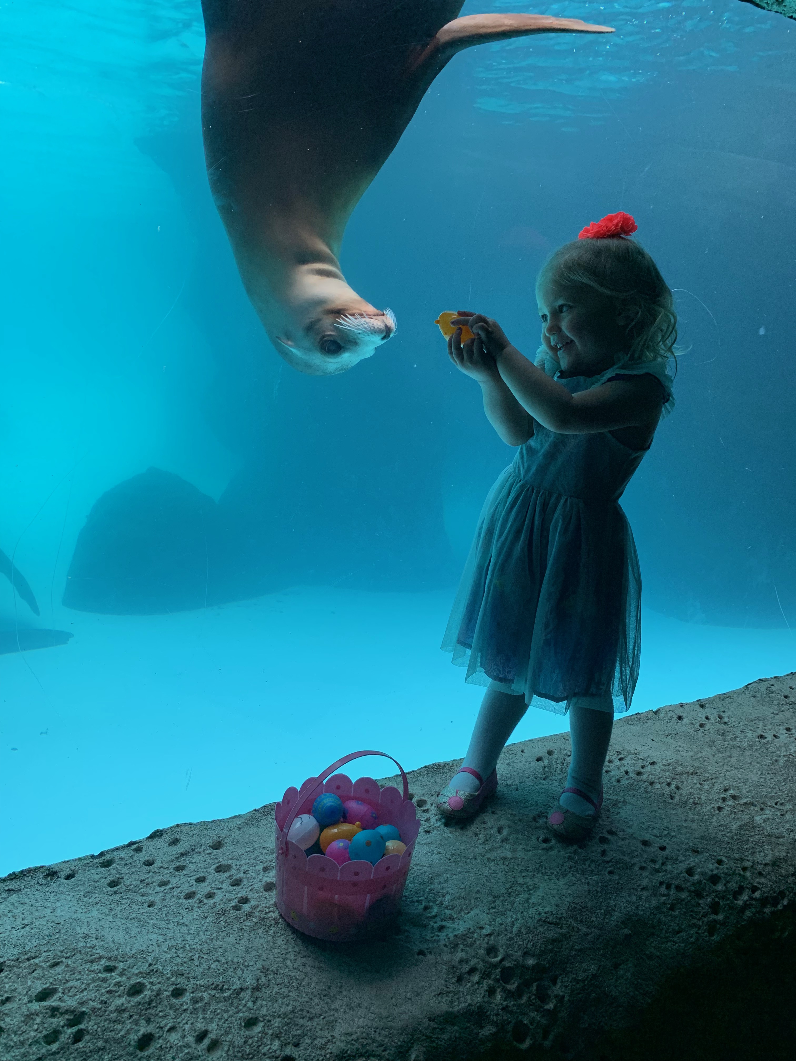 Little girl, easter eggs and a sea lion