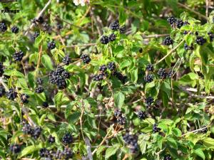 Aerial view of blackberry farms in Michoacán, Mexico, with rows of ripe berries