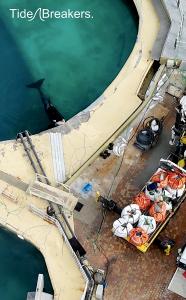 Keijo trying to get the attention of construction workers at Marineland Antibes. His toys are near their equipment out of his reach.