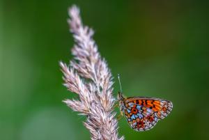 Butterfly on a grass seedhead