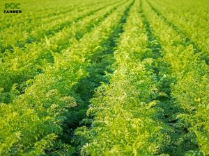 Carrot fields in Kern County, California, where Pocfarmer is investing $10 million to strengthen the local carrot value chain.