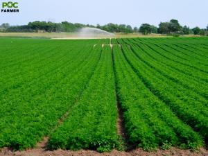 Carrot fields in Kern County, California, where Pocfarmer is investing $10 million to strengthen the local carrot value chain.