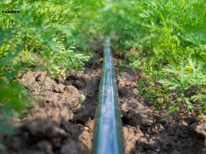 Carrot fields in Kern County, California, where Pocfarmer is investing $10 million to strengthen the local carrot value chain.
