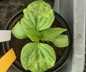 Leaf ringspots symptom caused by tomato spotted wilt virus on pepper source: DSMZ