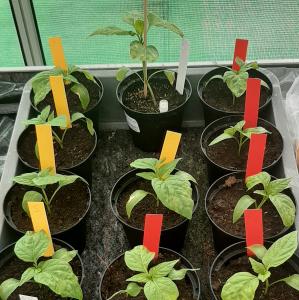 Biological assay to assess the resistance-breaking potential of tomato spotted wilt virus strains in pepper genotypes source: DSMZ