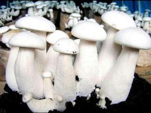Milky mushroom cluster emerging from a substrate bed in a mushroom cultivation environment.