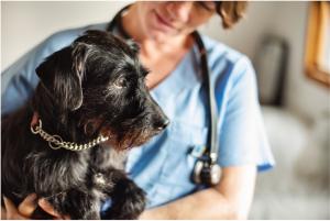 dog and vet with stethoscope