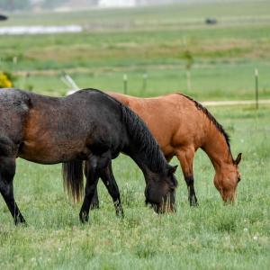 Horses graze in a green pasture.