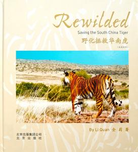 Image of a tiger looking at her vast territory in Africa