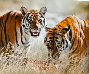 Image of two South China Tigers looking at the lense